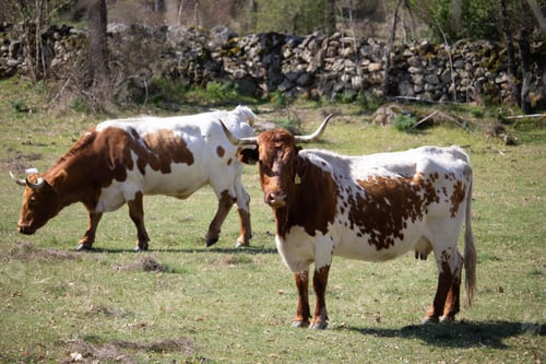 Preview: Closeup shot of a white and brown Texas Longhorn cattle in a field during daylight
