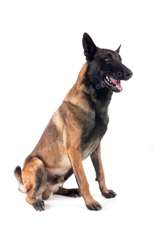 Preview: malinois in studio