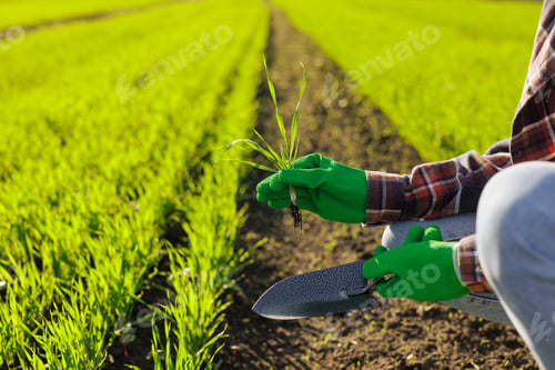 Preview: a female farmer holding a sprout of wheat with a tablet in her hands inspects the green field