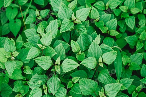 Preview: green background of natural leaves with vintage filter