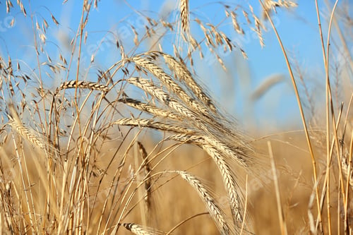 Preview: Landscape with wheat field and blue sky. Cereal grain crop