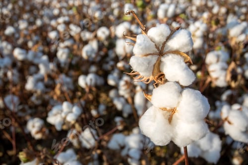 Preview: Cotton field (Turkey / Izmir). Agriculture concept photo.