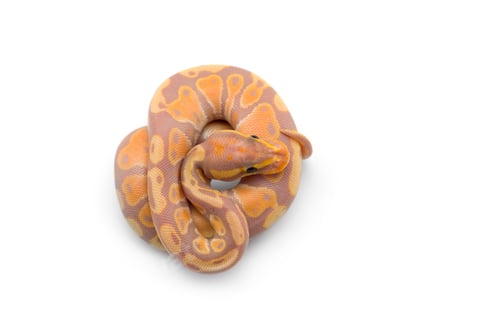 Preview: The royal python isolated on white background