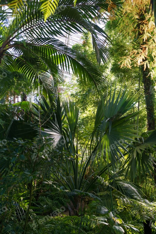 Preview: Tropical plants growing in botanical greenhouse. Orangery interior with evergreen palms and fern