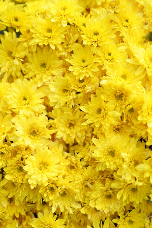 Preview: Top view yellow chrysanthemums