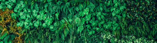Preview: Close up group of background green leaves texture and Abstract Nature Background.
