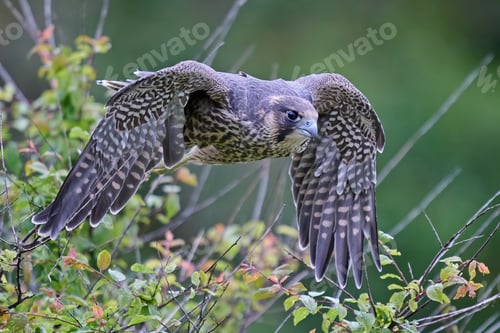 Preview: Peregrine falcon (Falco peregrinus)