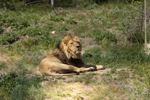 Preview: Majestic lion lounging in a lush grassy landscape