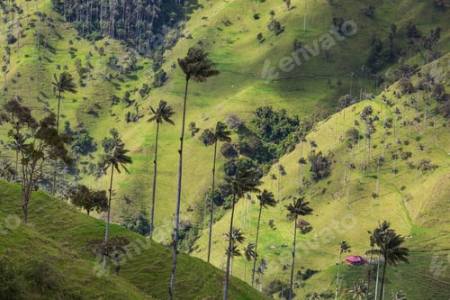Preview: Cocora