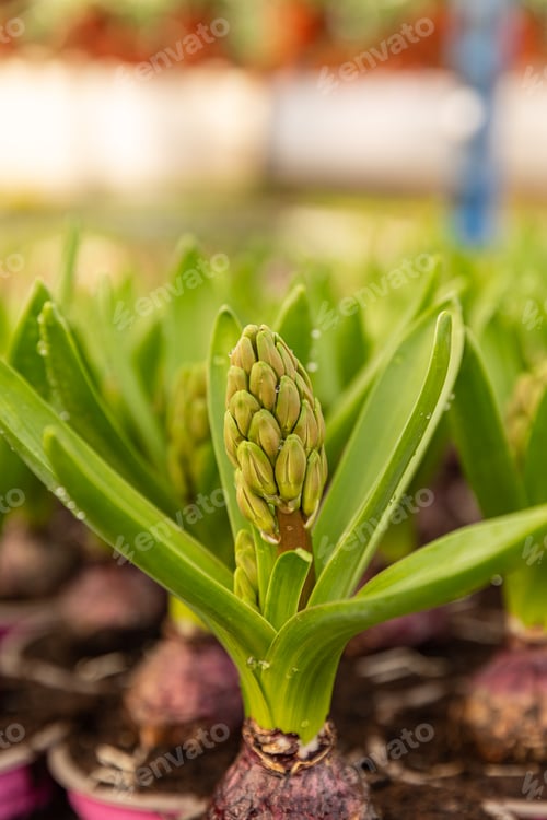 Preview: Hyacinth close to blooming