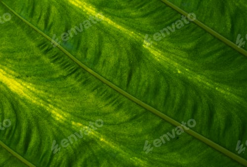 Preview: Background of a big green leaves