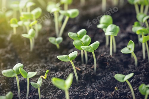 Preview: basil sprouts have sprouted in the ground.
