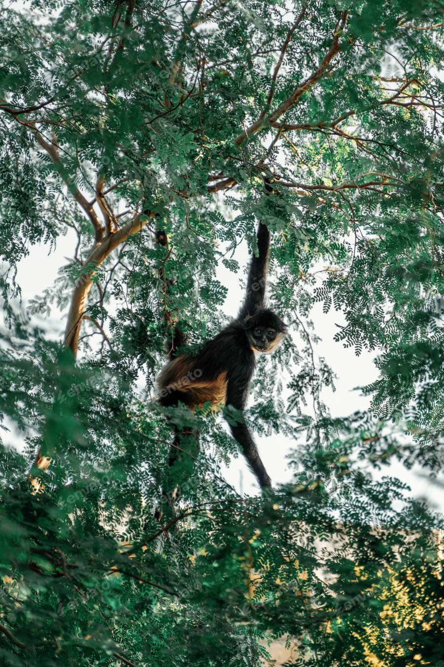 Cover for Mono araña en el árbol