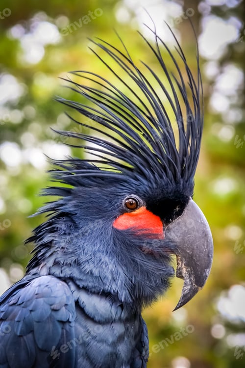Preview: Black Parrot in a zoo
