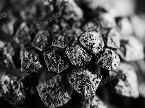 Preview: Grayscale studio shot of a pine cone on black background