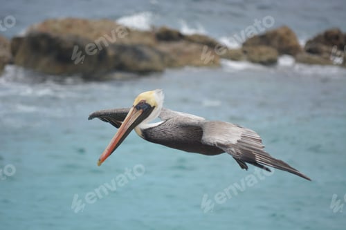 Preview: Pelican flying over water