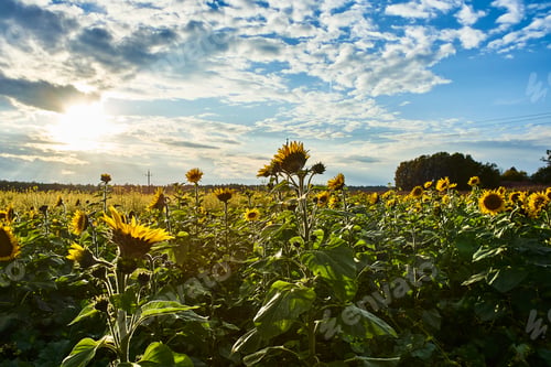 Preview: Sunflower at the field