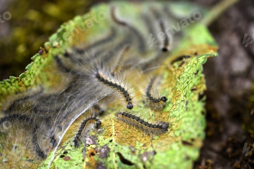 Preview: Caterpillars of the Aporia crataegi (black-veined white) eating