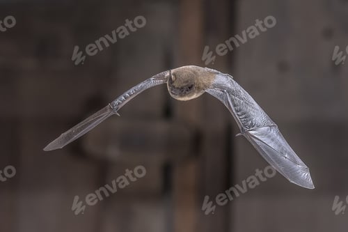 Preview: Flying Pipistrelle Bat in darkness
