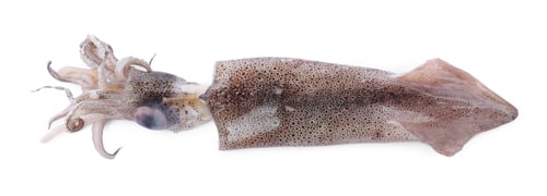 Preview: Fresh raw squid isolated on white, top view