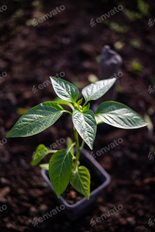 Preview: green organic pepper seedlings ready for planting