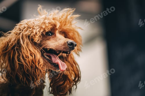 Visualização: Grooming and grooming a poodle.