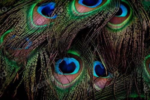 Preview: Closeup of beautiful peacock feathers.
