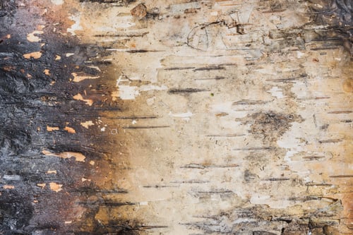 Preview: Burnt Birch Bark - Frightening Picture Shows The Destruction Of The Tree