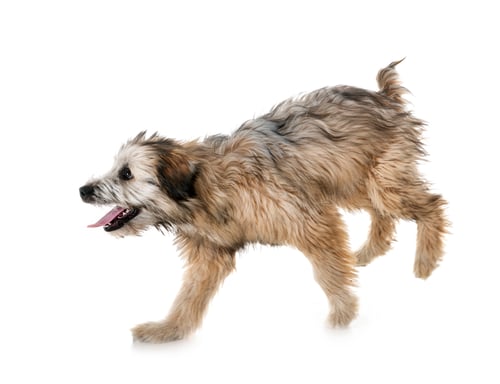 Preview: puppy pyrenean shepherd