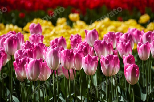 Preview: Blooming tulips flowerbed in Keukenhof flower garden, Netherland