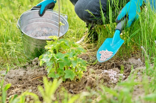 Preview: Close-up of spring care and fertilization of a currant bush