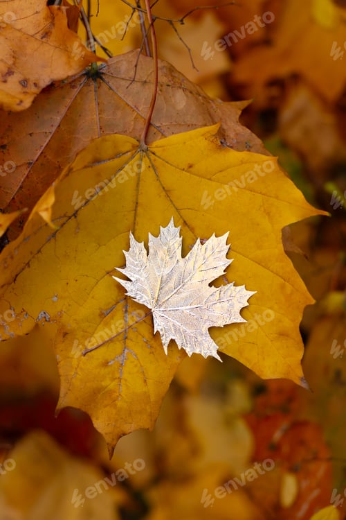 Preview: A golden maple leaf lies on autumn leaves