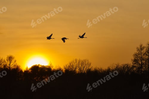 Preview: Silhouette of three red-crowned cranes, Grus japonensi, Japanese crane, in flight at sunset.