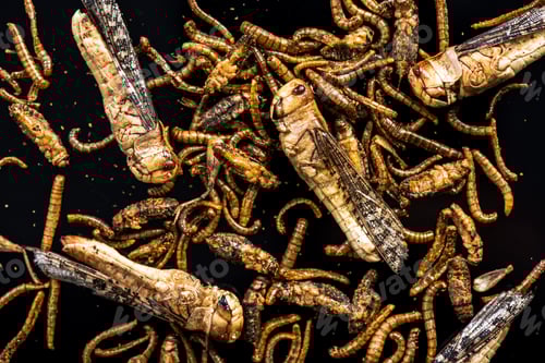 Preview: Mix of edible fried worms and insects,culinary trends