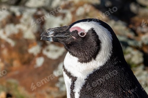 Preview: Closeup of a black, footed penguin at Whipsnade Zoo