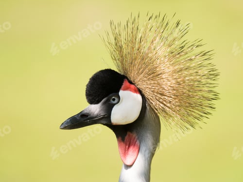 Preview: Portrait of a grey crowned crane
