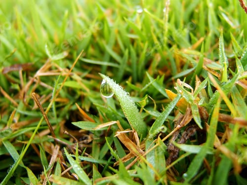 Preview: Macro shot of Dew drops on the Bright green grass in the morning.