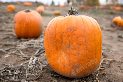 Preview: Closeup of pumpkins in a farm field in Ontario, Canada