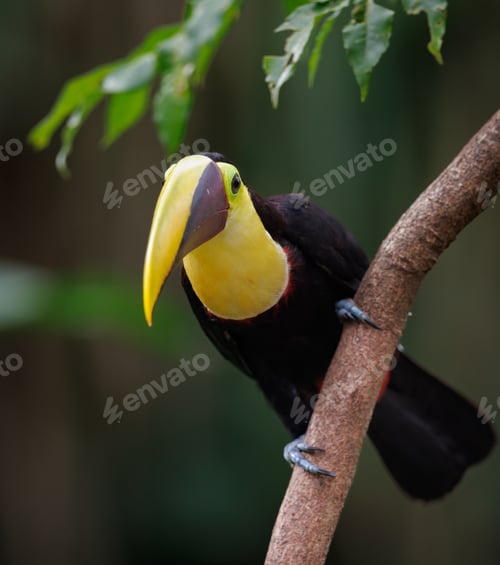 Preview: A Toucan in Costa Rica
