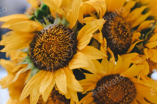 Preview: sunflower close up