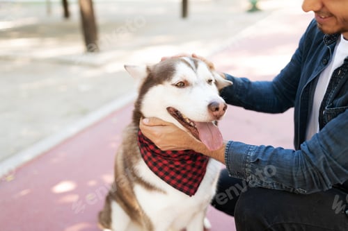 Preview: Close Up Of A Guy Kneeling And Petting The Head Of A Happy Husky Dog In A Track Park