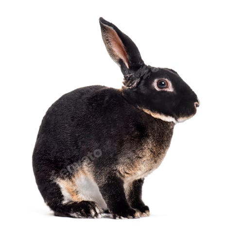 Preview: rex rabbit sitting against white background