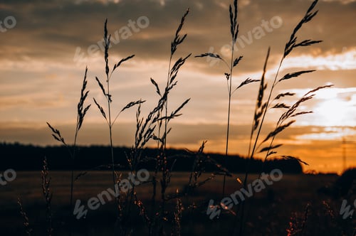 Preview: Sunset in the field. Summer in the village.