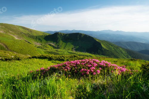 Preview: Mountain landscape in summertime. Blossoming mountain alpine meadows. Field and mountains