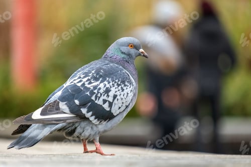 Preview: Closeup of gray pigeon bird on a city street