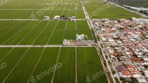 Preview: Aerial view of paddy field at Sekinchan, Malaysia. Agriculture landscape. Aerial photography.