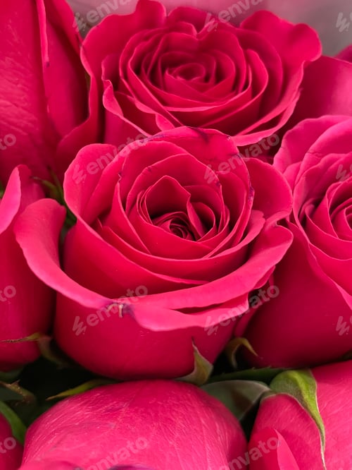 Preview: Roses