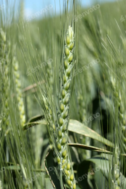 Preview: Wheat field