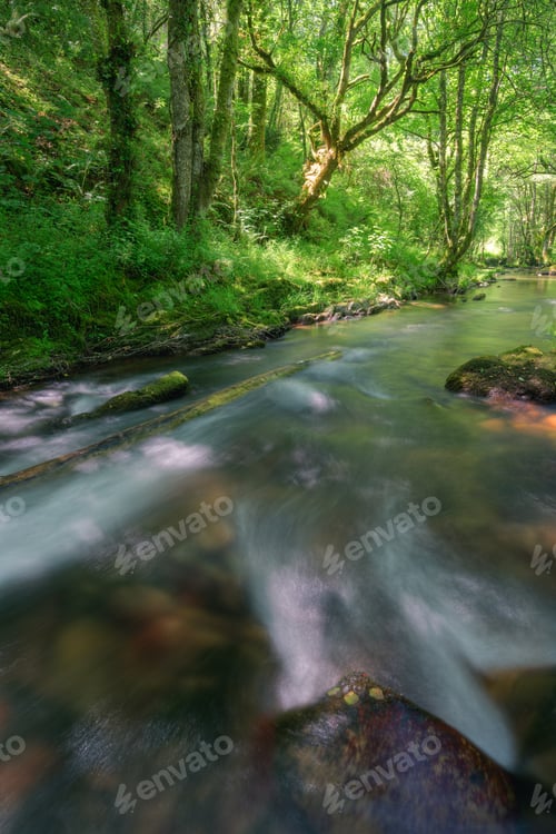 Preview: Mossy logs float in the current of a stream