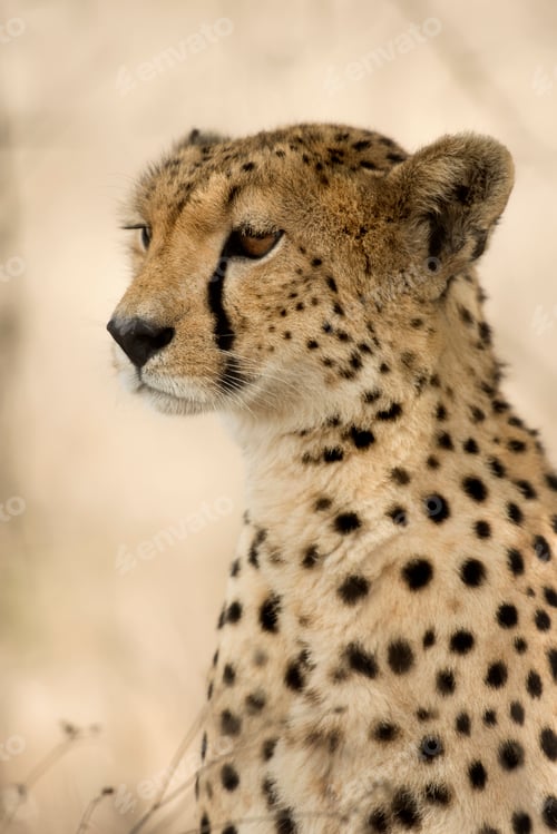 Preview: Close-up of a Cheetah, Serengeti, Tanzania